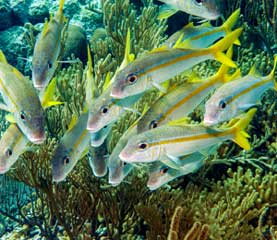 Little St James Reef Dive Site St John US Virgin Islands